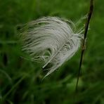 Wetterfähnchen