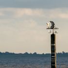 Wetterfahne am Wattenmeer