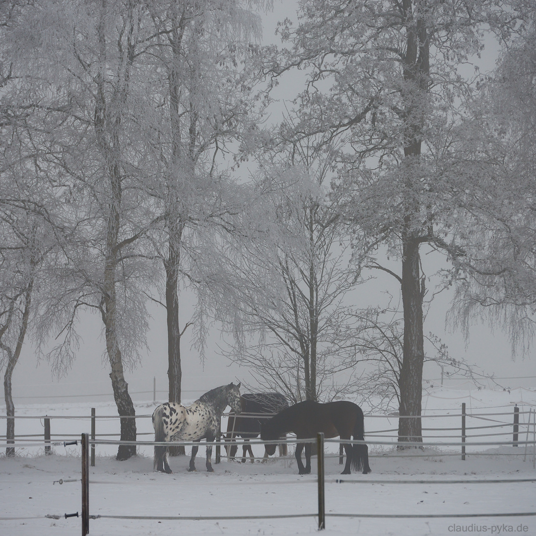 Wetterfest im Winter