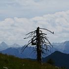 Wetterfichte gegen Alpenkulisse