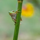 Wetterfrosch