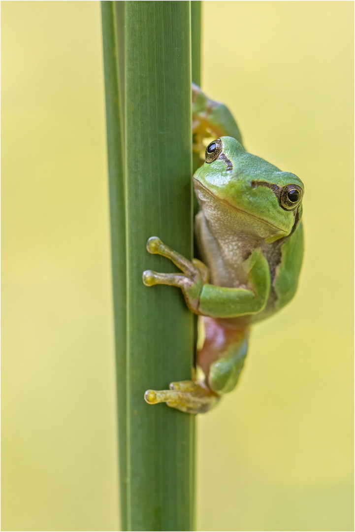 Wetterfrosch