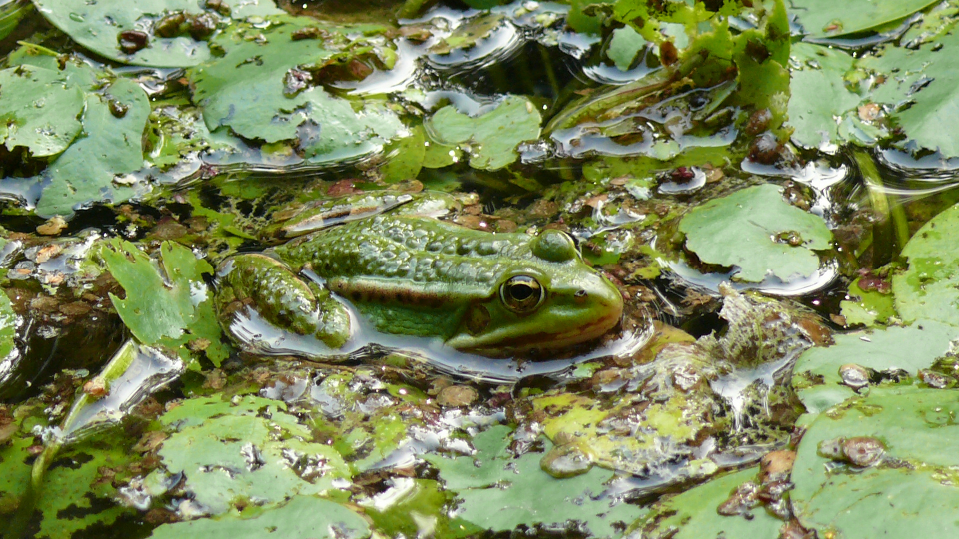 Wetterfrosch