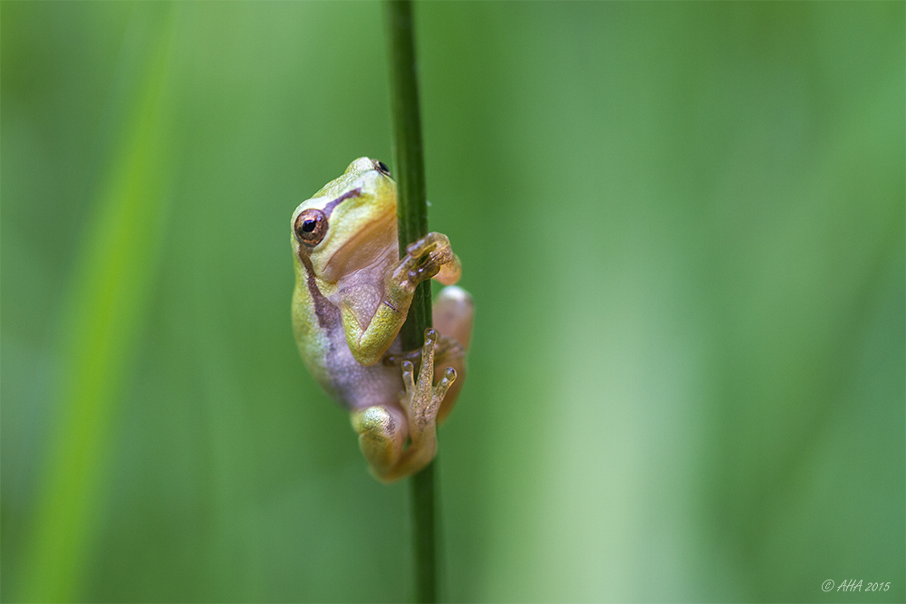 Wetterfrosch