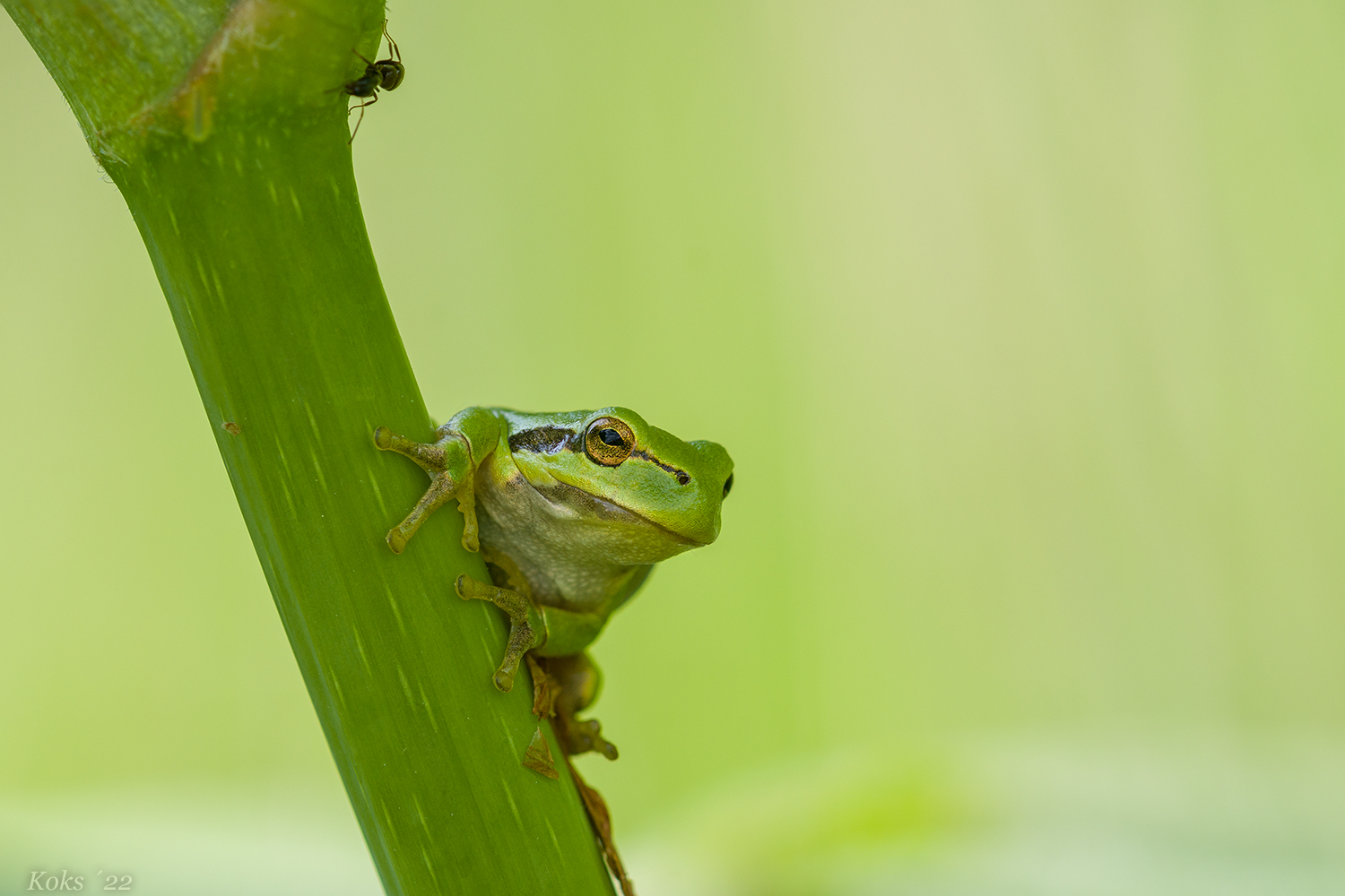 Wetterfrosch