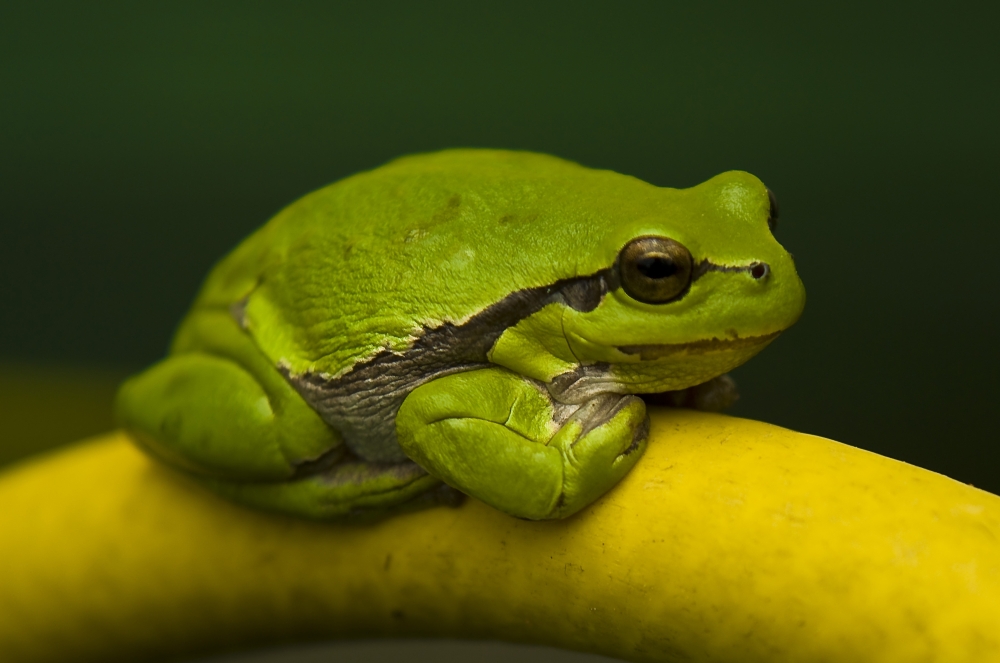 Wetterfrosch