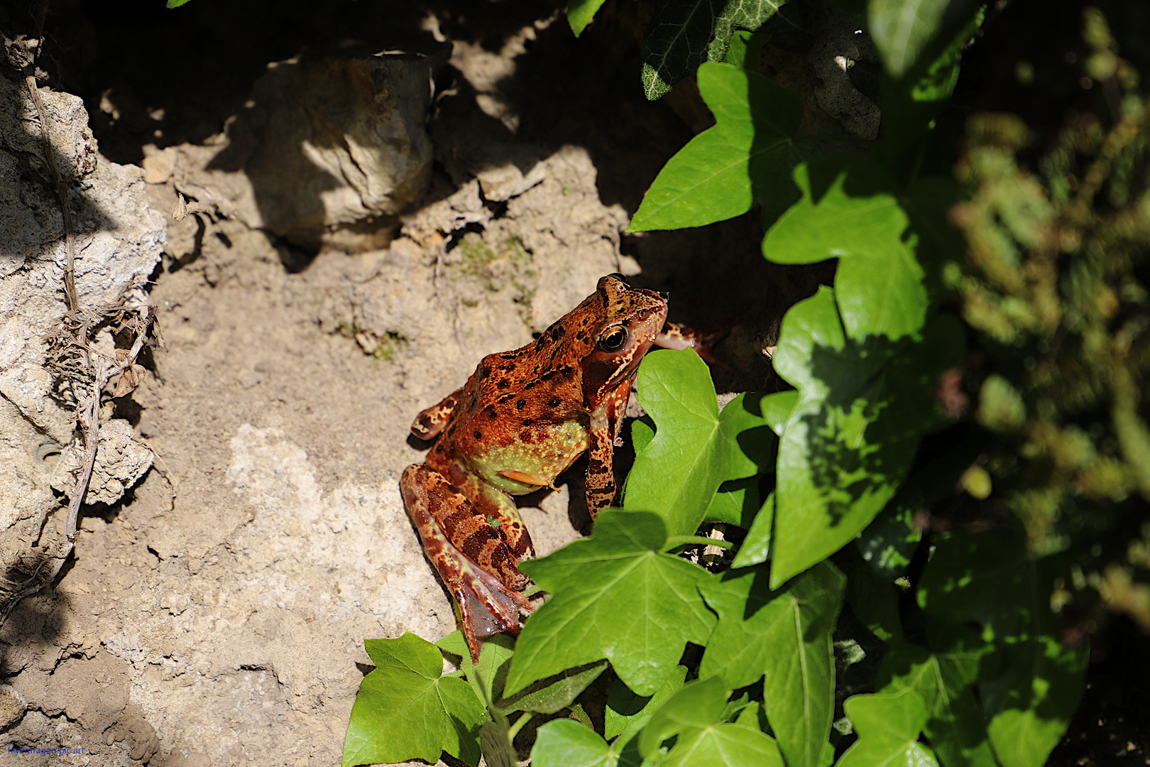 wetterfrosch ?