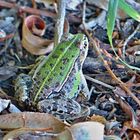 Wetterfrosch auf dem Trockenen