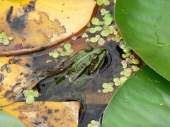 Wetterfrosch