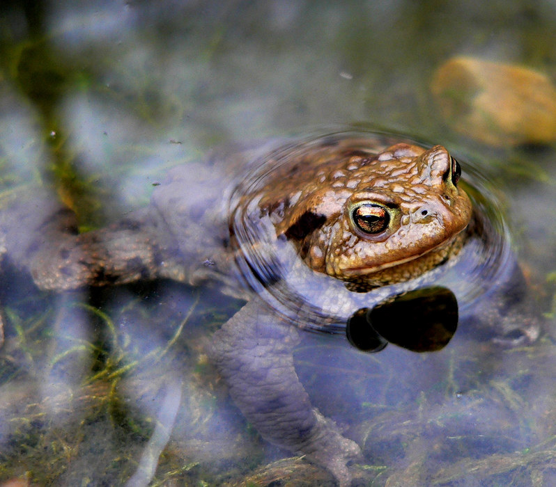 wetterfrosch