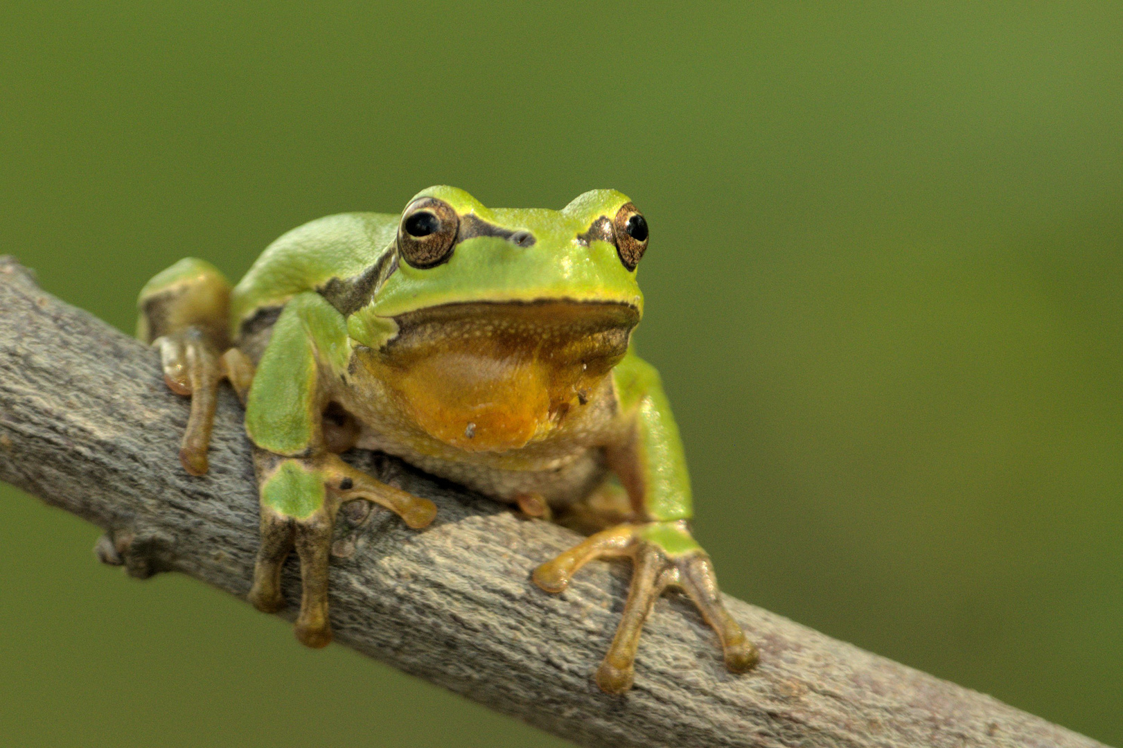 Wetterfrosch