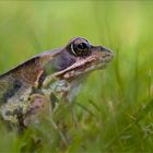 WetterFrosch