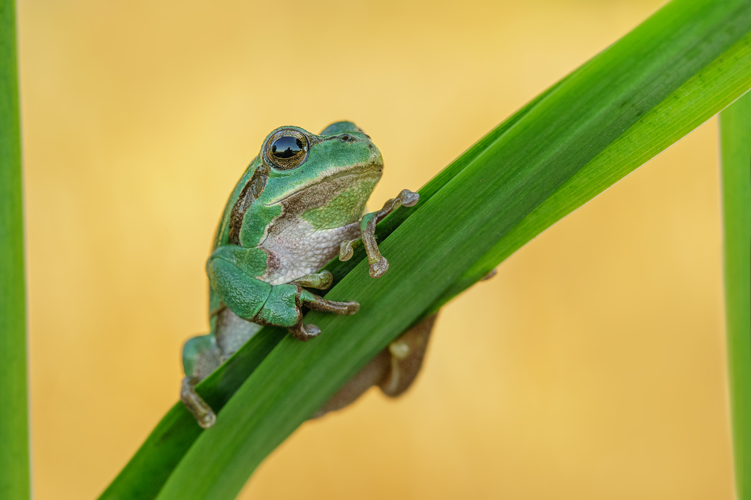 Wetterfrosch 