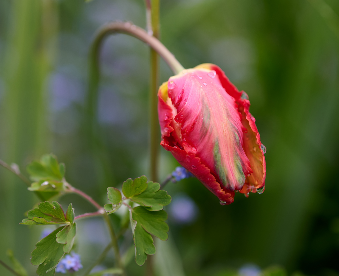 wetterfühlige Tulpe