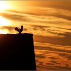 Wetterhahn im Abendrot