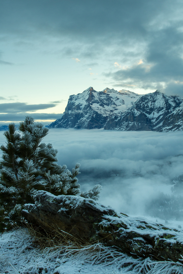 Wetterhorn