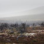 Wetterkapriolen ....