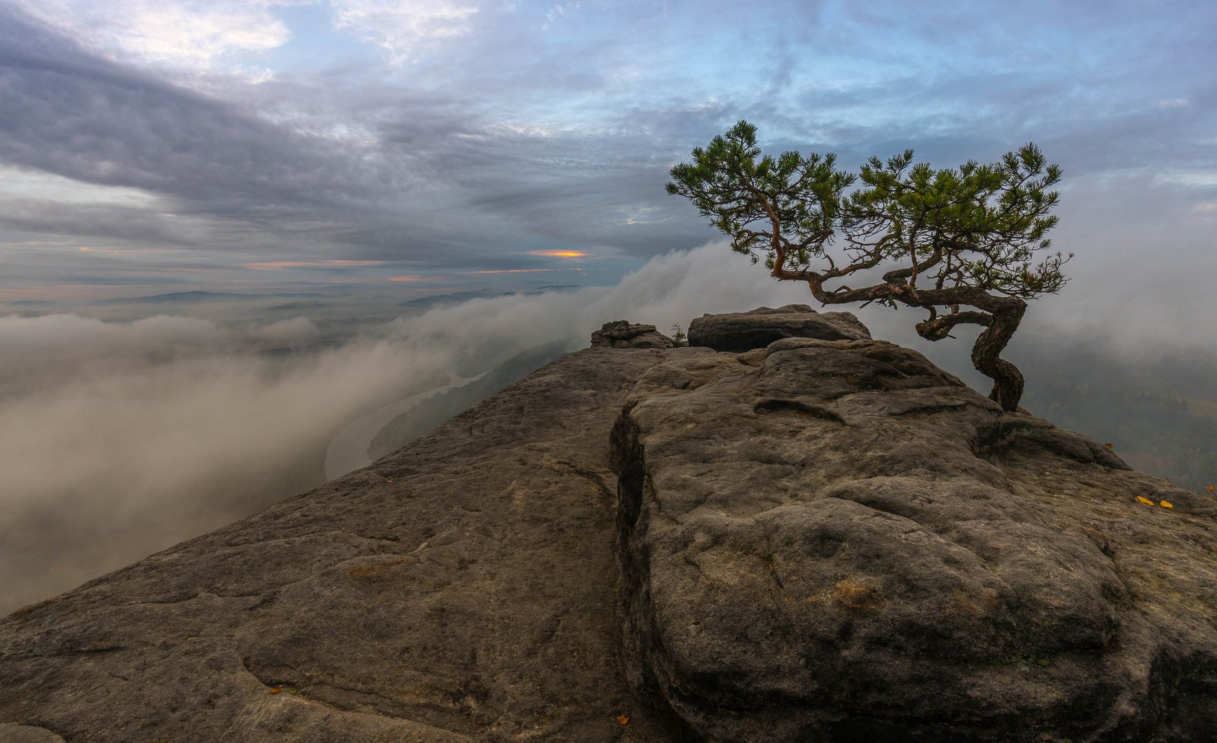 Wetterkiefer am Lilienstein