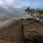 Wetterkiefer am Lilienstein