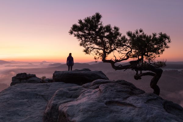 Wetterkiefer am Lilienstein