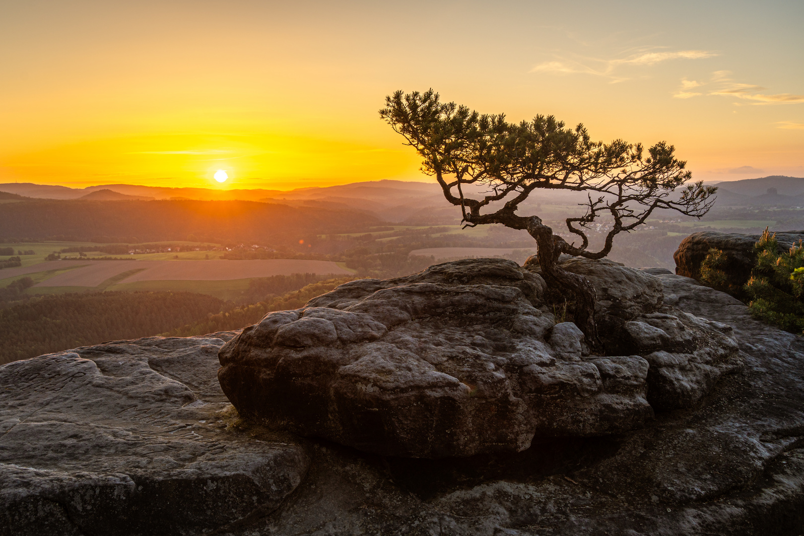 Wetterkiefer auf dem Lilienstein