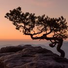 Wetterkiefer auf dem Lilienstein