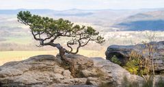 Wetterkiefer auf dem Lilienstein 