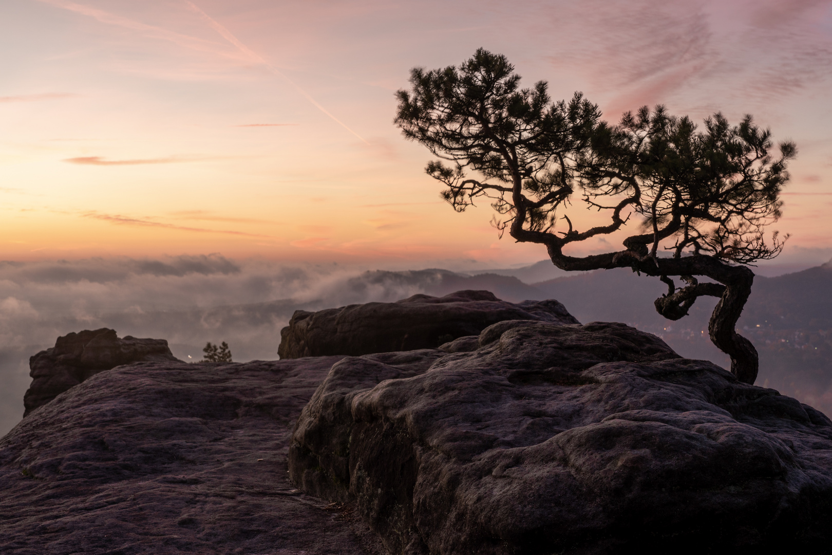 Wetterkiefer auf dem Lilienstein bei Sonnenaufgang