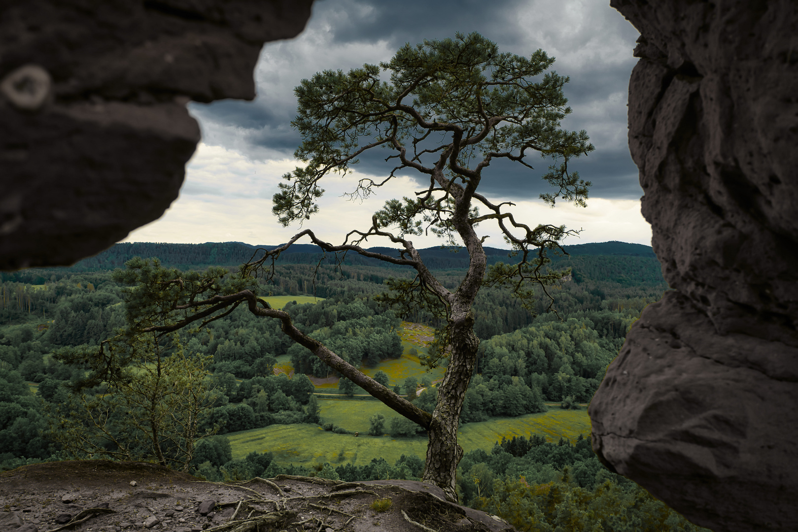 Wetterkiefer auf Sandsteinformation