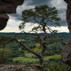 Wetterkiefer auf Sandsteinformation