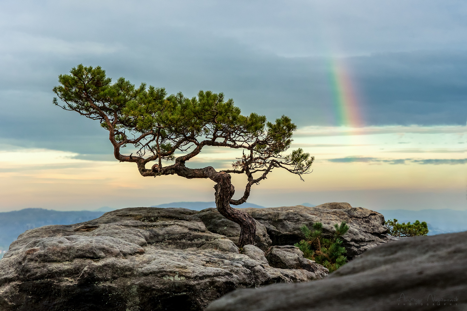 Wetterkiefer mit Regenbogen