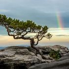 Wetterkiefer mit Regenbogen