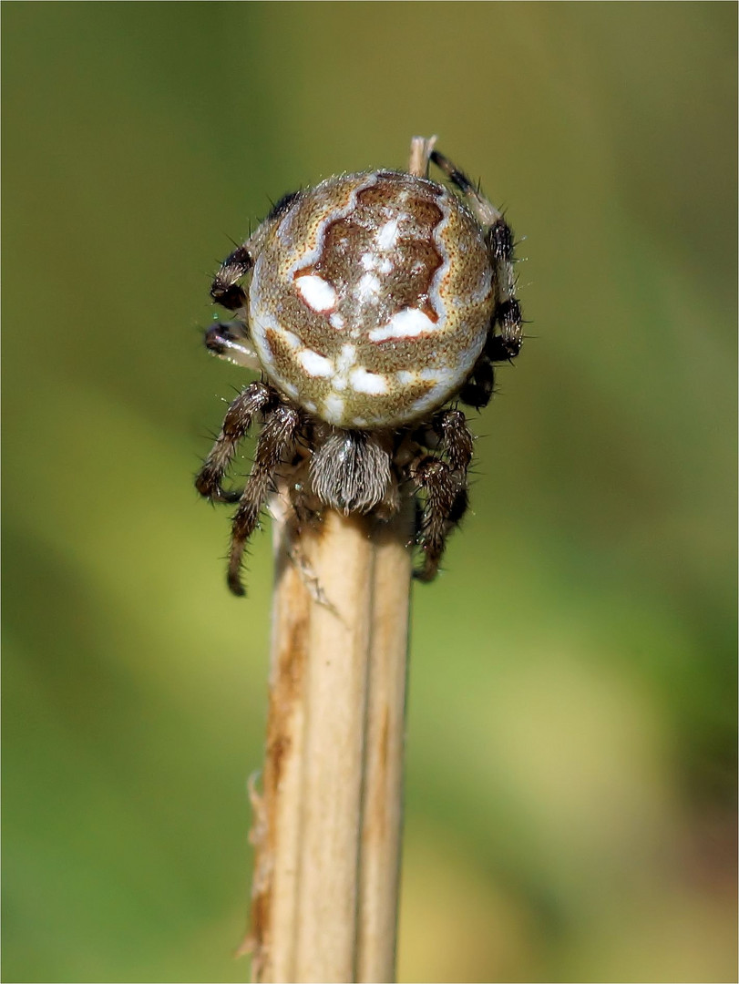 Wetterspinne?  Kreuzspinne