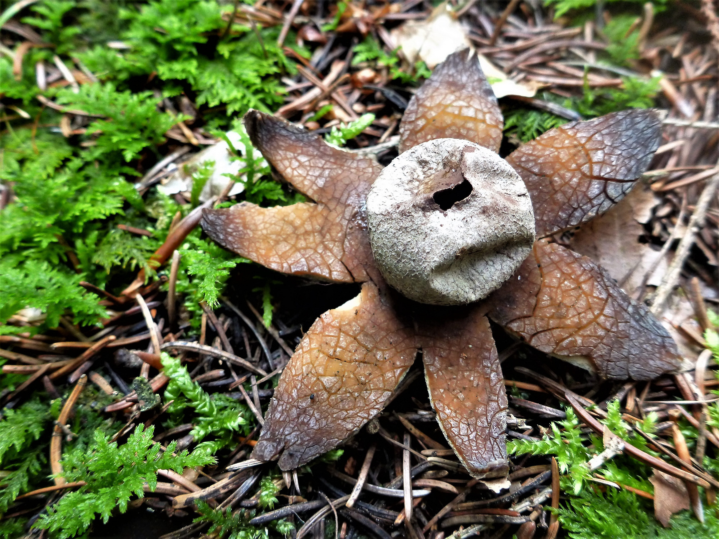 Wetterstern (Astraeus hygrometricus)