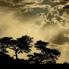 Wetterstimmung im Ruaha-Nationalpark