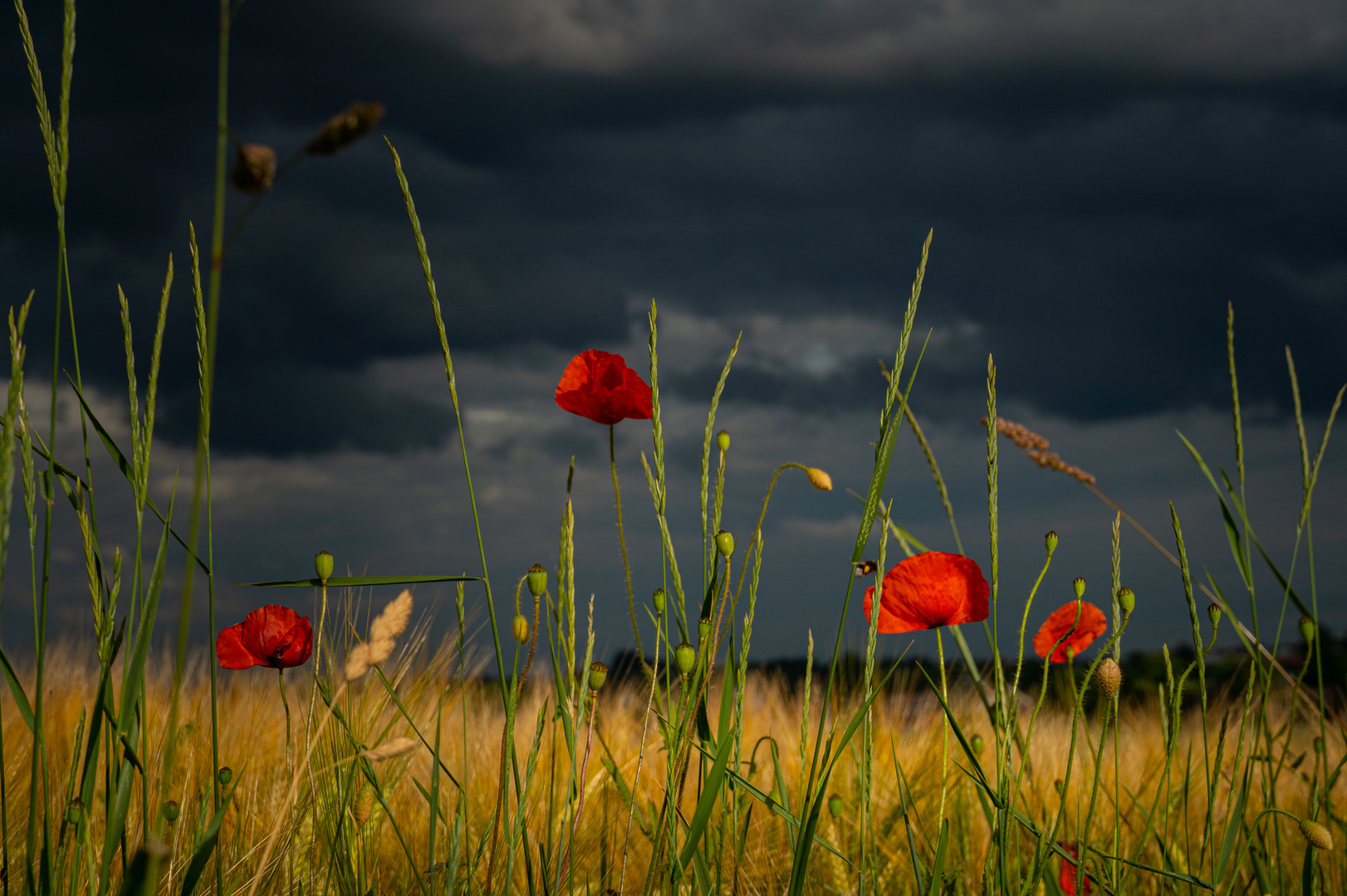 Wetterumschwung mit Hummel