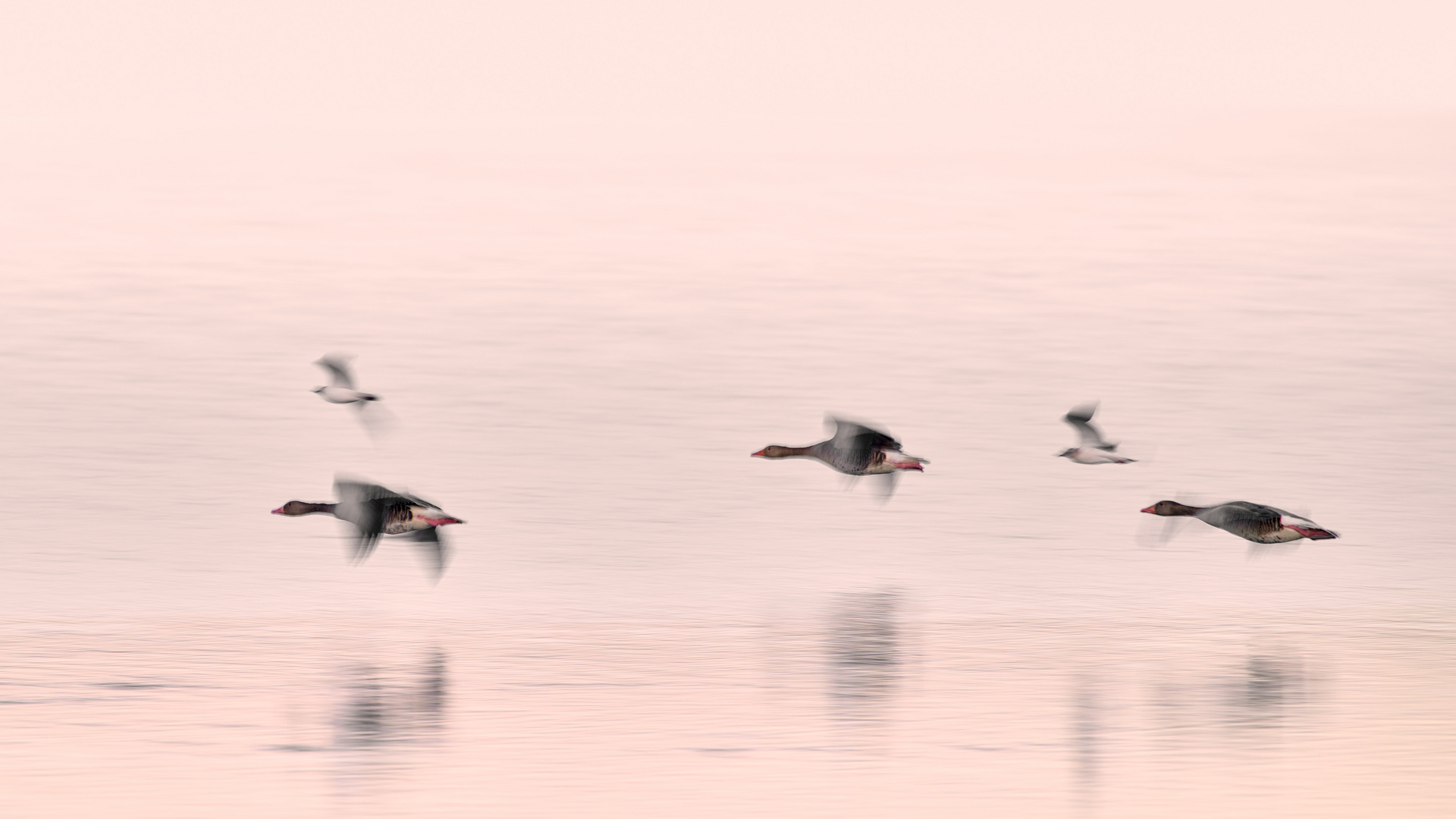 Wettfliegen in der Morgensonne