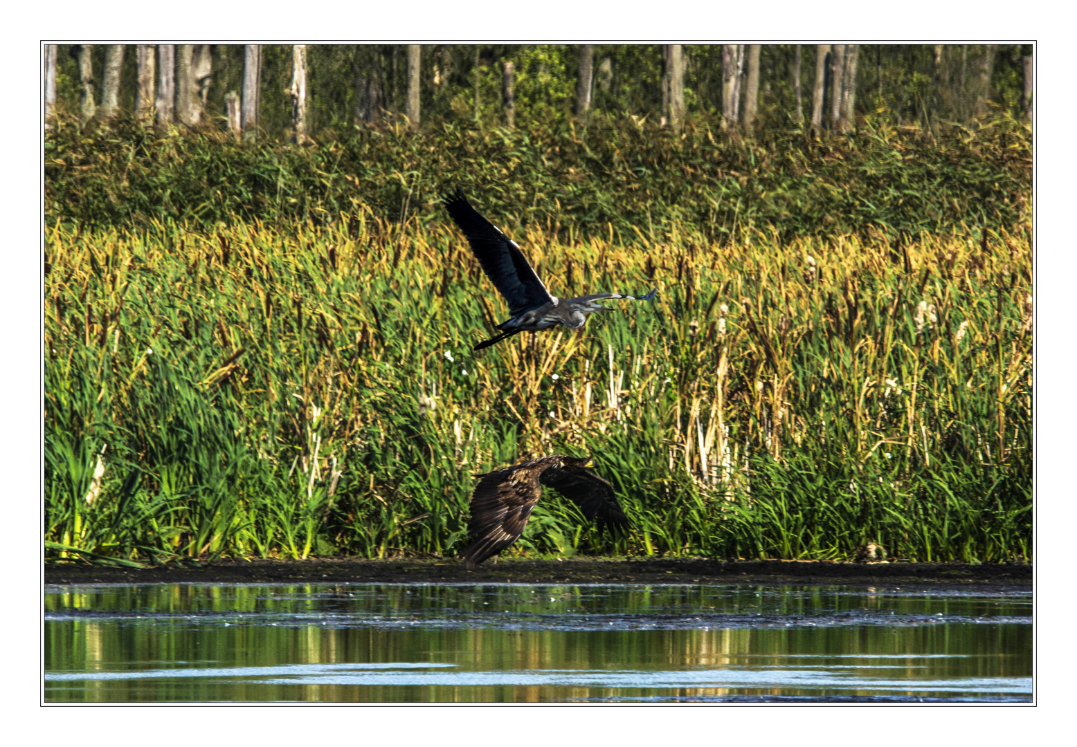 Wettflug