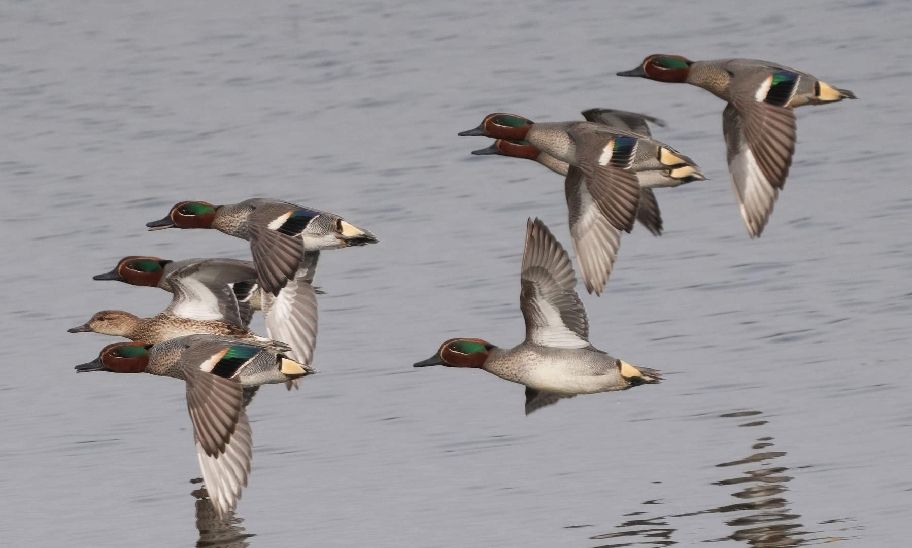 Wettflug bei den Kriickenten.