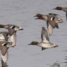 Wettflug bei den Kriickenten.