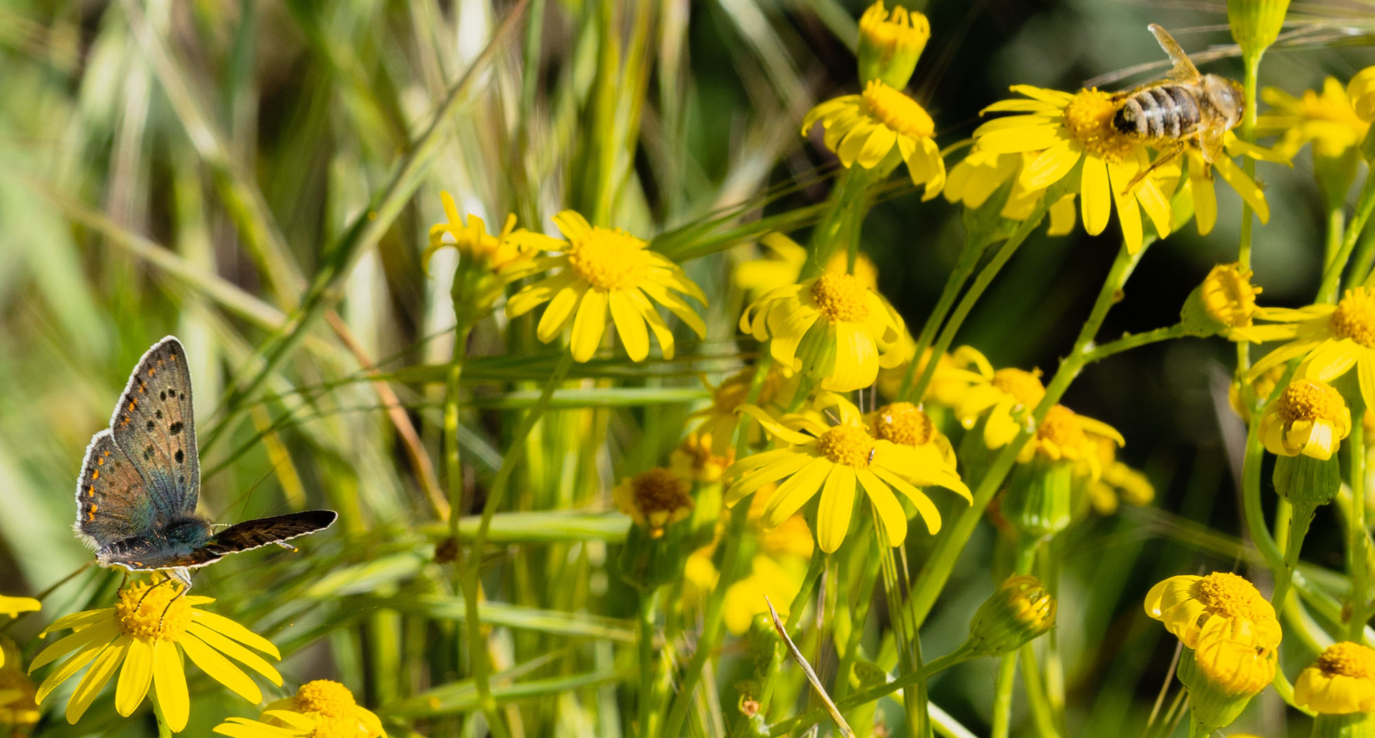 Wettflug_zur_nächste_Blüte