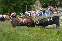 Wettkampf der Waliser Kühe