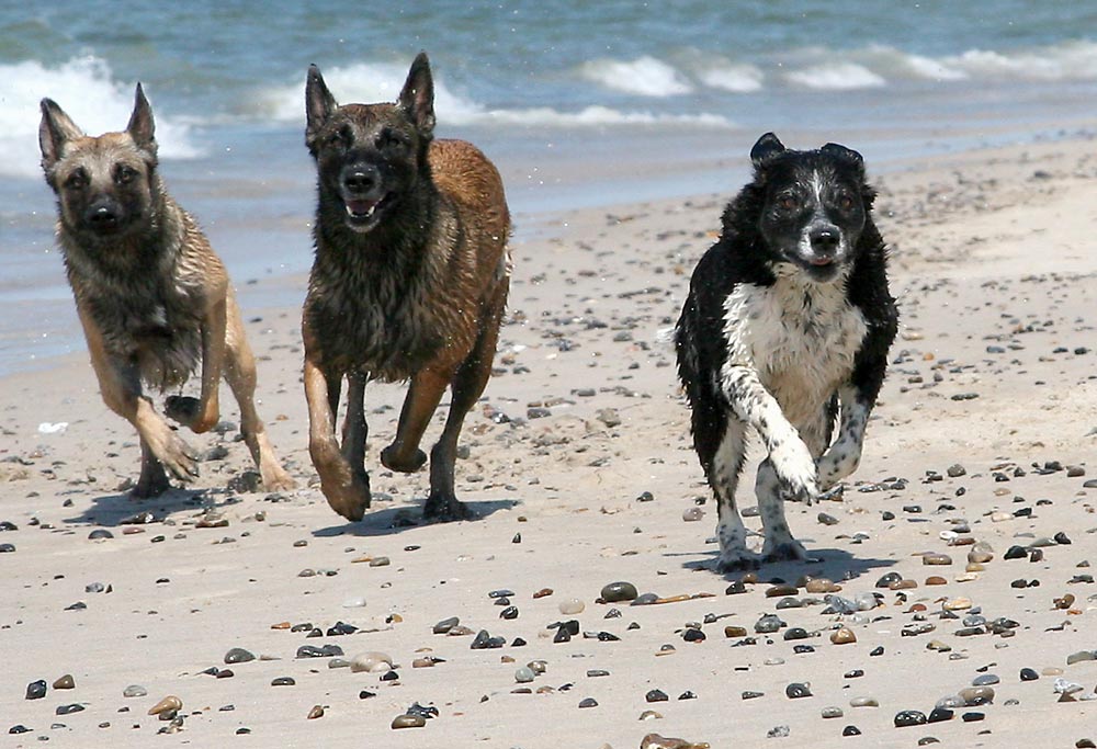 Wettlauf am Strand