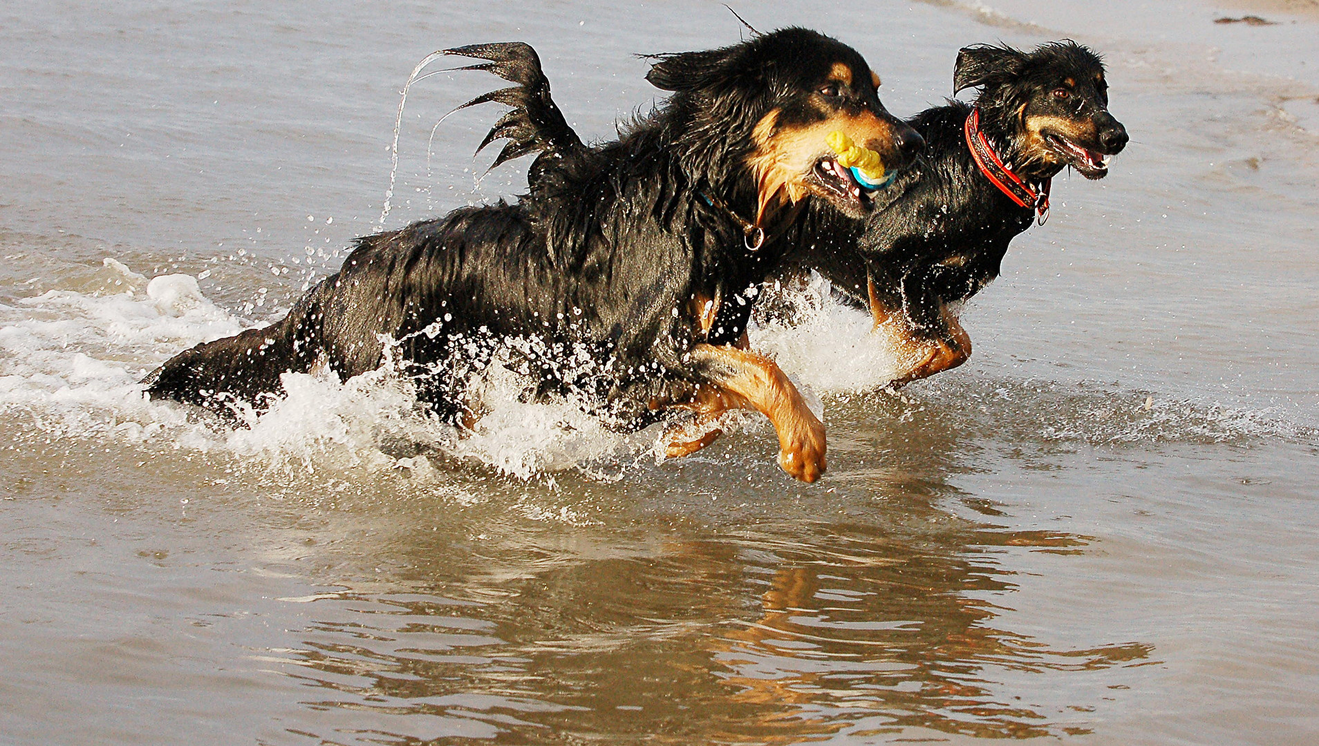 Wettlauf Foto & Bild tiere, haustiere, hunde Bilder auf