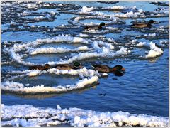 -Wettlauf durchs Treibeis auf der Weser-