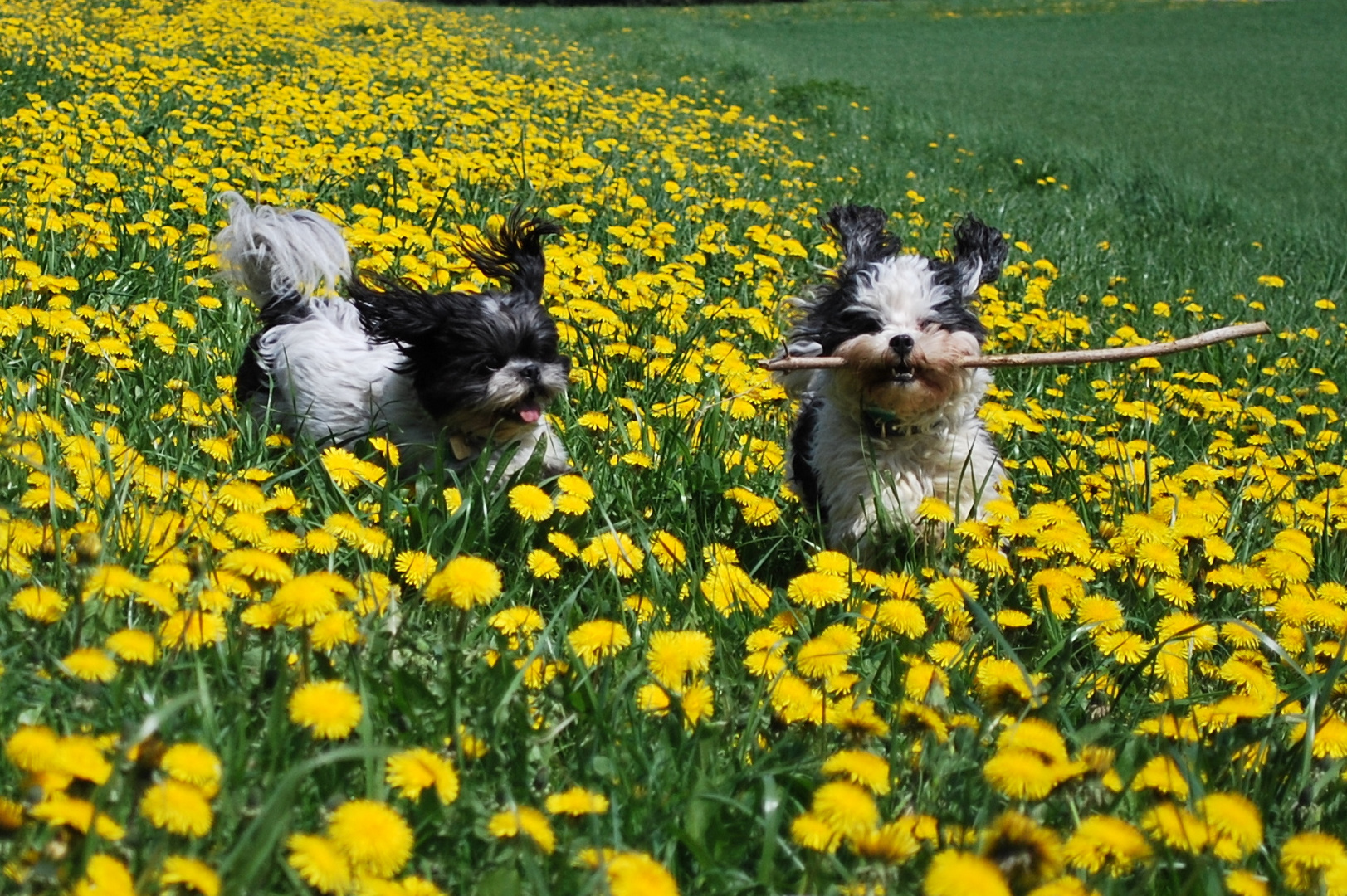 Wettlauf im Löwenzahn