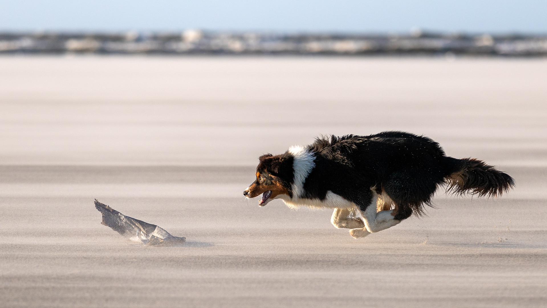 Wettlauf mit dem Wind