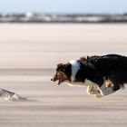 Wettlauf mit dem Wind