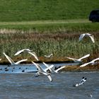 Wettlauf/Wettrennen/Wettflug ?