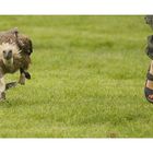 "Wettrennen auf der Flugshow " ;O)